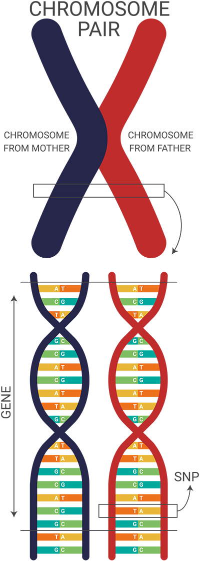 DNA Guide - Chromosomes, Genes, SNPs